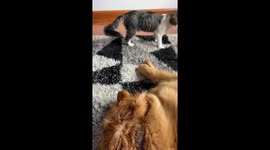 Dog and Cat Wrestle During Playtime