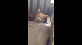 Feline cat trapped in attic only wants to come down on owner’s back