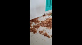 House Infested With Termites