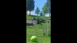 Smart Dog Navigates Backyard Obstacles to Retrieve Ball