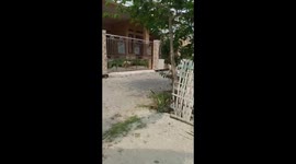 Goat mistakes reflection rival triggering fence-bashing frenzy in Indonesia