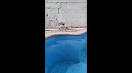 Playful Chihuahua Can't Swim