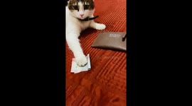 Cat Is A Money Hoarder
