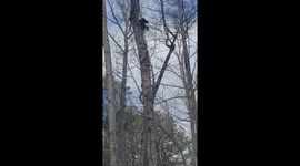 Tree Climber Rescues Cat