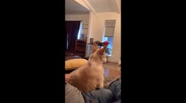 Mini Aussie Has No Chill