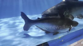 A Biggest Cat Fish In The World In Aquriam . Live Cat Fish In Aquriam