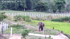 Wild elephant walks across dam in Thailand