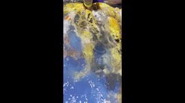Feeding Big Carp Fish on Aquriam Amazing Moment with Live Fish