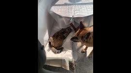 A chilling cat that ignores a German shepherd.