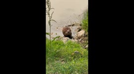 Muskrat in the water looks like a beaver about to build a dam