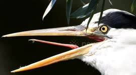 Heron strangely takes is tongue out. Paris suburb, Bois d'Arcy, France. 13 june 2023