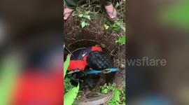 Animal rescue team carry fallen stray dog out of well