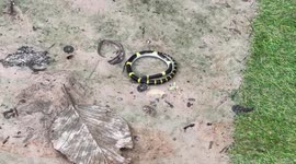 Snake puts mesmerising display rolling over and showing off its scales