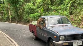 Wild monkey tries to steal tourist's helmet to play with it