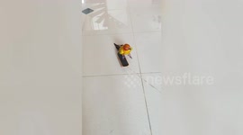 Playful pet parrot rides tiny skateboard pulled by string