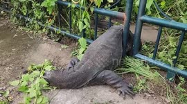 Volunteers cut through steel gate to rescue chubby monitor lizard trapped in railings