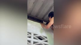 Chubby pet cat needs rescuing after chasing rats into the ceiling