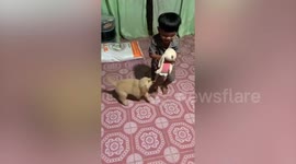 Toddler and puppy have amusing tug-of-war over doll