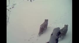 Rare snow leopard family captured on camera in China's national park
