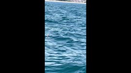 Dolphin spotting in Weymouth uk summer is here boat rides around about £20 not sure for children they accept card on boat