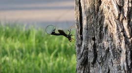 Alien (like) Giant Black Wasp (says Google Lens) Appears after sending fountain comms to space.