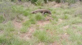 Komodo Dragon Eating Another Komodo Dragon