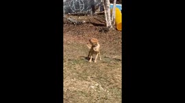 Golden Retriever Tries To Hop The Fence