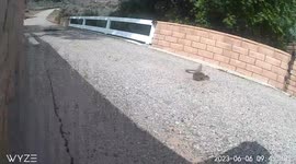 Wrestling Snake And Squirrel