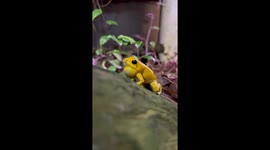 Yellow Dart Frog Mating Call