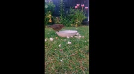 Blackbird fledgling having a bath - cooling down from the hot weather