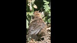 Blackbird fledgling cooling down in the garden during the heatwave