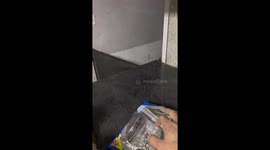 Pip The Pig Wants Some Cookies