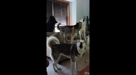 Pack of Howling Huskies
