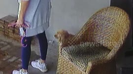 Dog Accidentally Walks Into Hole