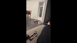 Orange Cat Wrestles With Plastic Bag