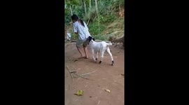 Heartwarming tale: woman becomes mother figure to orphaned goat, creating a hilariously adorable bond