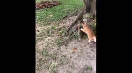 Feline fun: mischievous cat finds joy in dry leaves