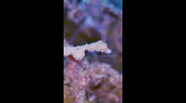 Seadragon Camouflages as Branch