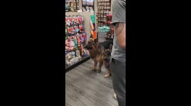 Dogs Wait for Permission to Take Treats