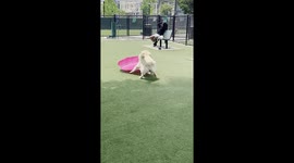 Golden Retriever Makes Friends With Pink Pool