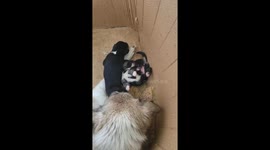 Puppy Having Exciting Dreams