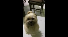 Little Dog Walks on Hind Legs and Spins