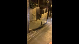 Fox Runs Down Sidewalk in Barcelona