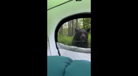 'THERE'S A BEAR!' Honeymooners' hilarious bear encounter caught on camera at Glacier National Park