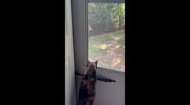 A Deer Passes By