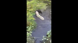 Golden Retriever Cools Off With Her Raccoon Friends