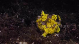Warty Frogfish Hunts for a Meal