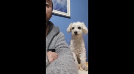 Delightful Dancing Doggy