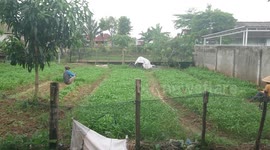 Harvesting Kangkung (water spinach), popular in Indonesia, banned in the United States