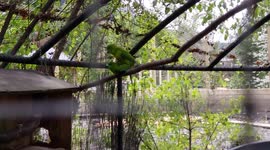 Green parrots mating